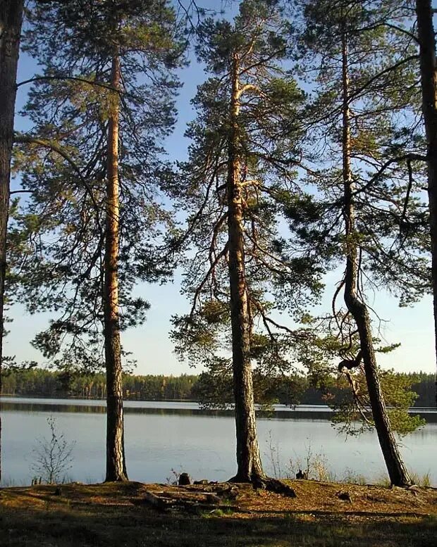 Богатство марий эл. Белое озеро Марий Эл. Йошкар-Ола озеро. Кокшайск Марий Эл озеро. Памятники природы Марий Эл озера.