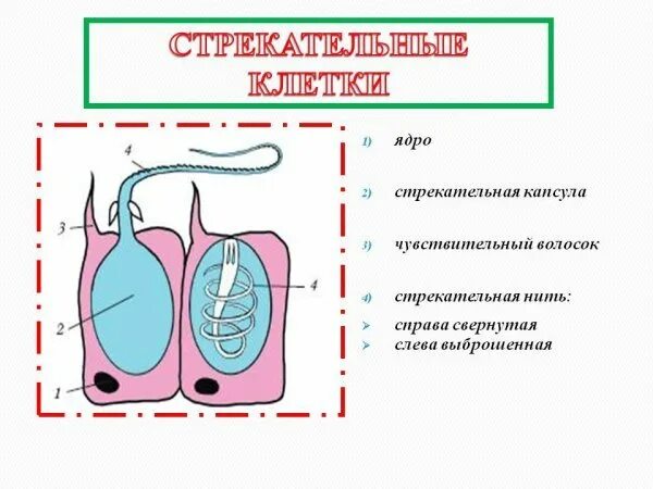 В каком слое находится стрекательная клетка. Схема строения стрекательной клетки. Гидра биология стрекательные клетки. Схема строения стрекательной клетки гидры. Схема строения стрекательной клетки 7 класс.