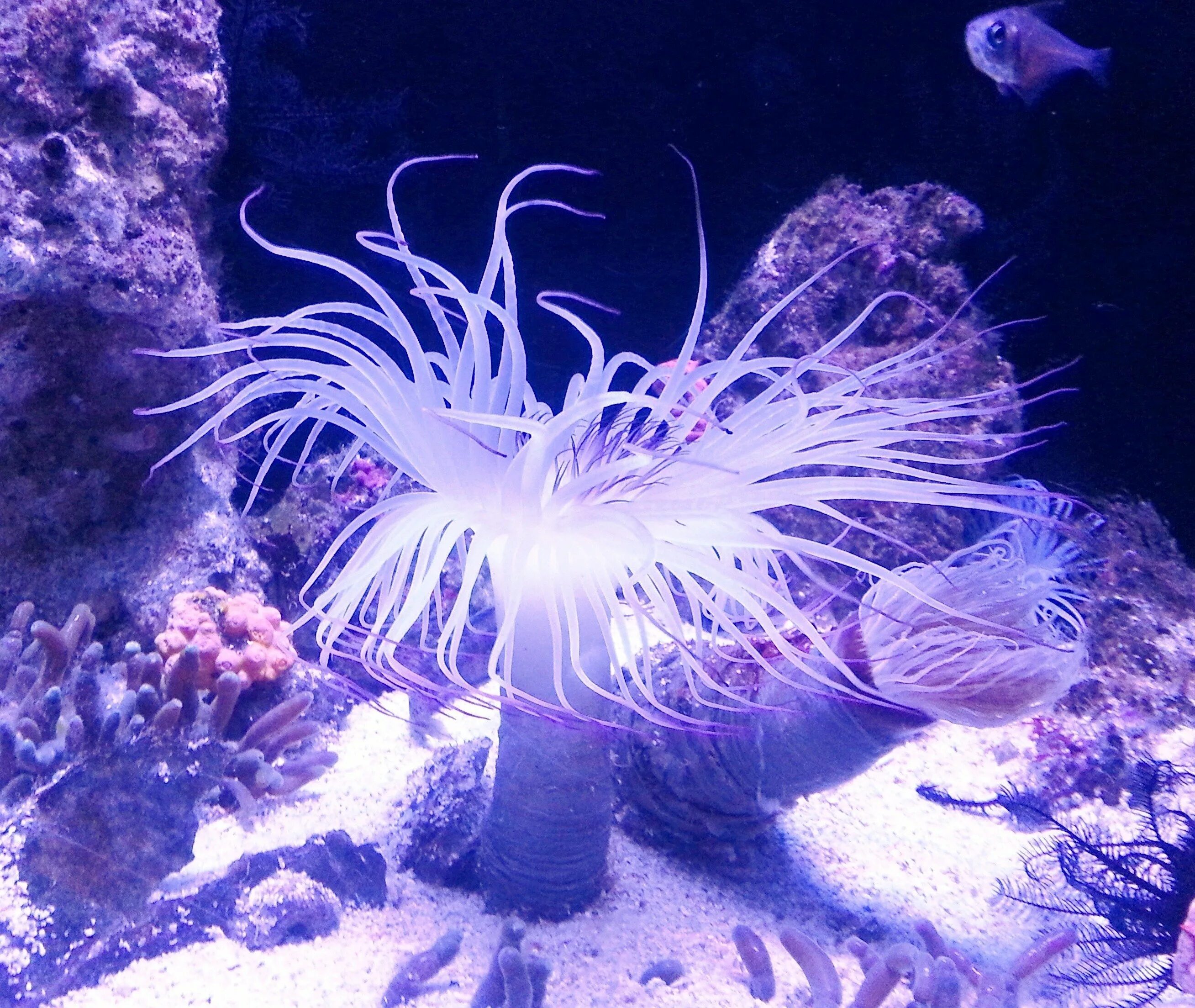 Актинии морские анемоны. Актиния Кишечнополостные. Медуза актиния. Коралл актиния.