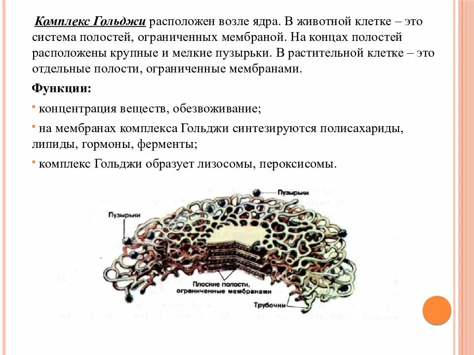 Строение аппарата гольджи животной клетки. Комплекс гольджи в растительной клетке. функции растительной комплекса гольджи. строение комплекса гольджи растительной клетки. функции аппарата гольджи в растительной клетке.