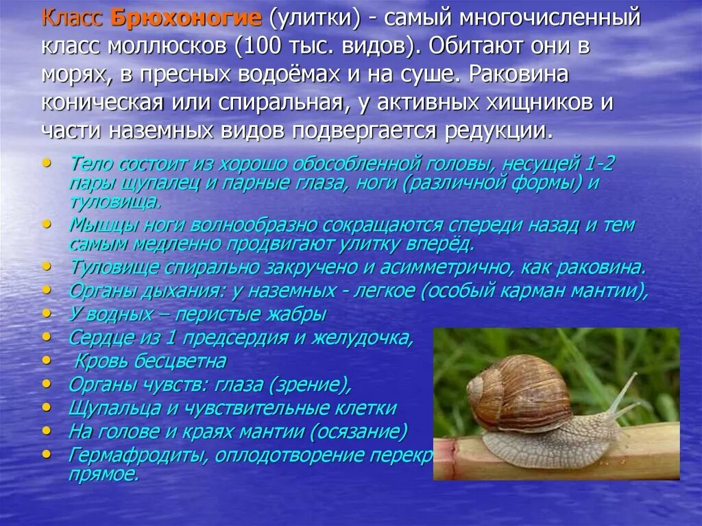 Улитка 3 класс. Класс брюхоногие моллюски улитки. Биология 7 класс класс брюхоногие. Проект о моллюсках 7 класс биология. Презентация на тему брюхоногие моллюски.