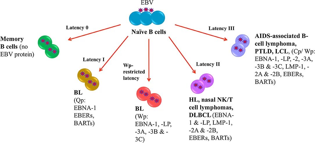 Epstein barr virus ebna. Инфекционный мононуклеоз патогенез. Вирус Эпштейна-Барр ― возбудитель. Epstein Barr virus VCA фото. Патогенез Эпштейна Барр.