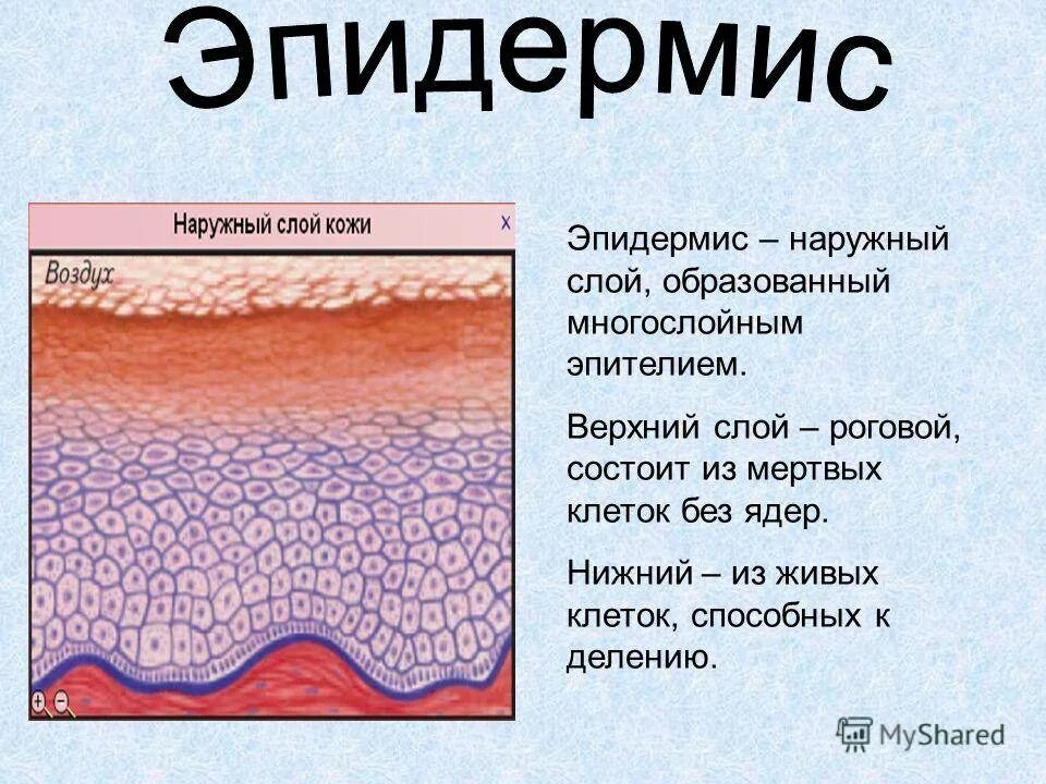 Из какой ткани состоит кожа