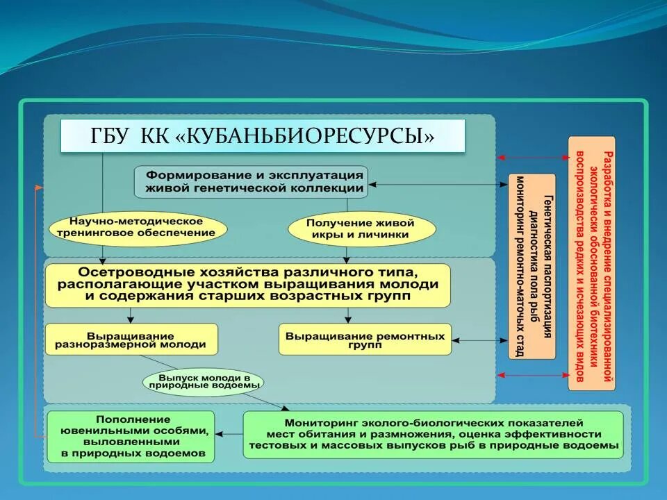 Государственное казенное учреждение сайт. Кубаньбиоресурсы. Деятельность ГКУ. Программа деятельности ГКУ. Директору ГБУ КК «Кубаньбиоресурсы»,.