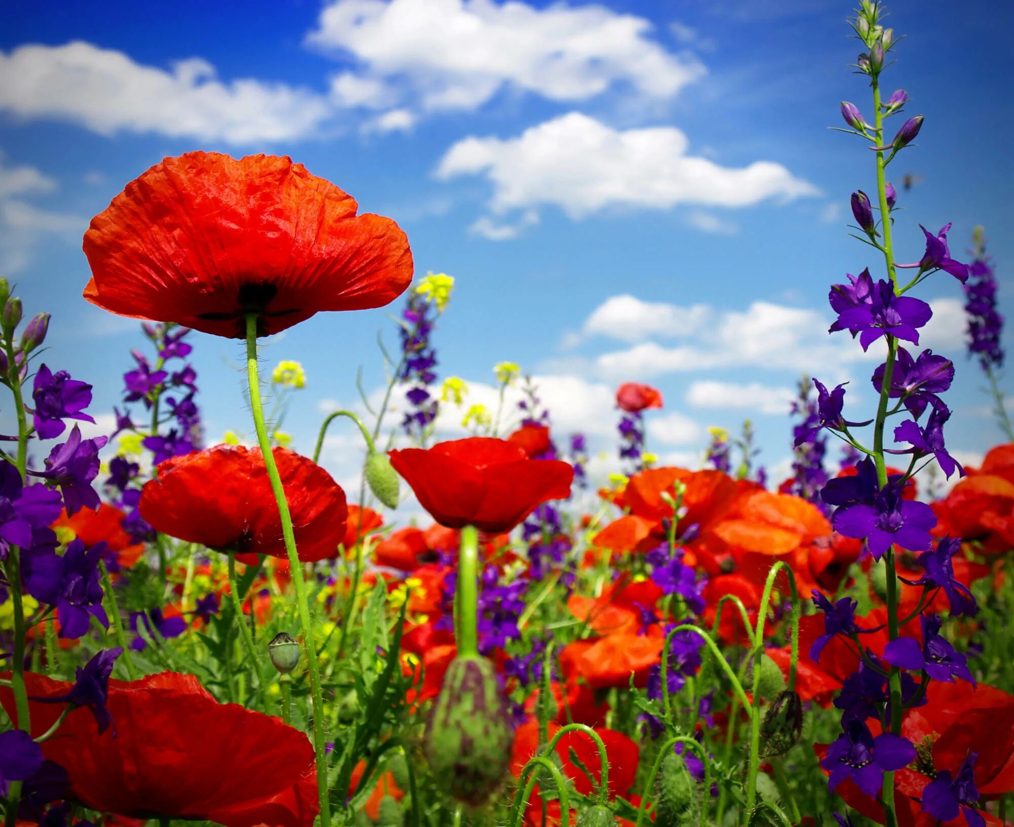 яркие летние цветы. краски лета логотип. краски лета цитаты. яркие краски. люблю лето за яркие краски.