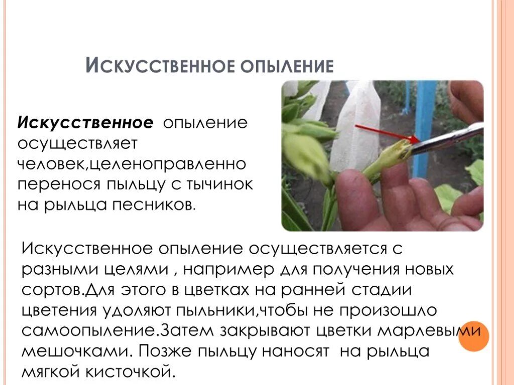 Опыление перца. Искусственное опыление. искусственное оплодотворение растений. искусственное осеменение растений. искусственное опыление этапы.