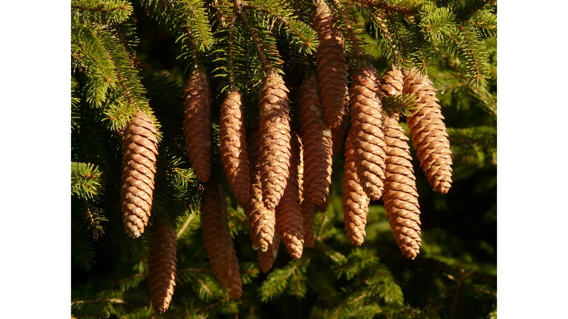 Ель Сибирская Picea obovata. Ель корейская (Picea koraiensis). 2. Ель европейская (Pícea Abies). Пихта Нумидийская.