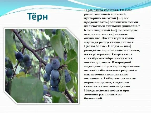 Терновник польза. Терн. слива терновник. терн описание. терн листья.