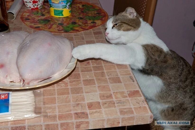 Можно давать коту сырое мясо. Можно давать коту сырое мясо