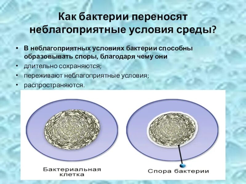 Неблагоприятные условия для бактерий. Как бактерии переживают неблагоприятные условия. Перенесение неблагоприятных условий бактериями. Как бактерии переносят неблагоприятные условия среды.