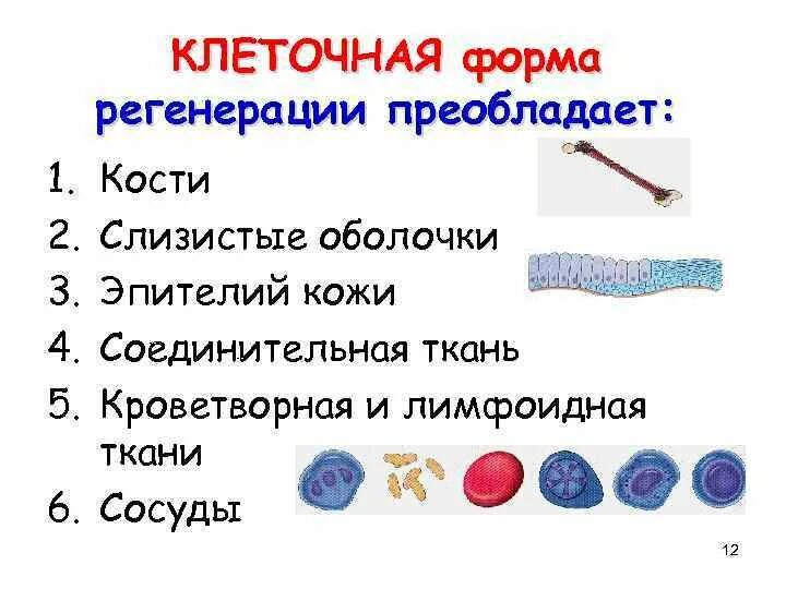 Процесс замещения соединительной тканью