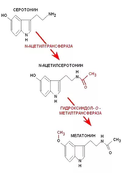 Синтез мелатонина. Синтез мелатонина биохимия. Синтез мелатонина из серотонина. Ацетилсеротонин в мелатонин.