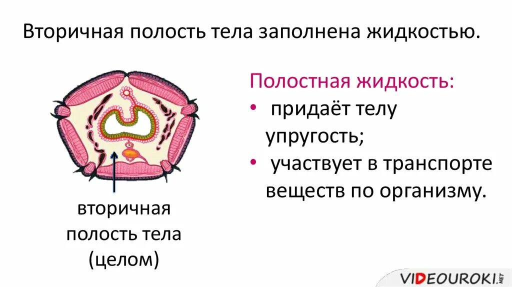 Тип полости тела. Полость тела кольчатых червей. вторичная полость целом. целом это в биологии. целом или вторичная полость находится.