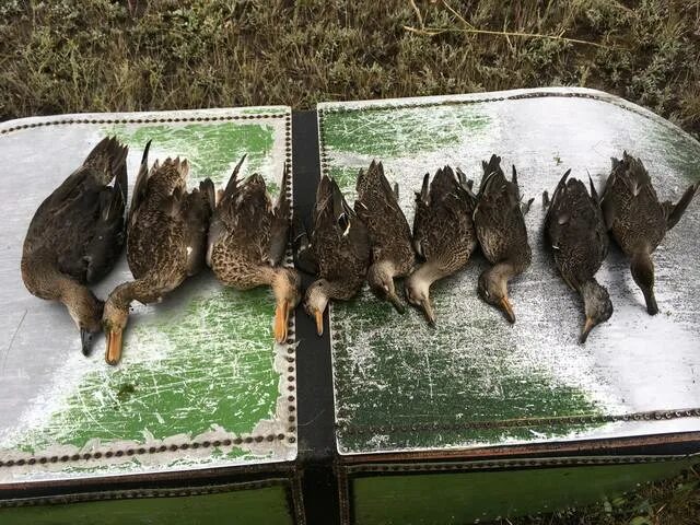 открытие охоты 2022 по регионам. открытие охоты 2022 по регионам. открытие охоты 2022 по регионам. осенняя охота на боровую дичь сроки. сроки открытия весенней охоты.