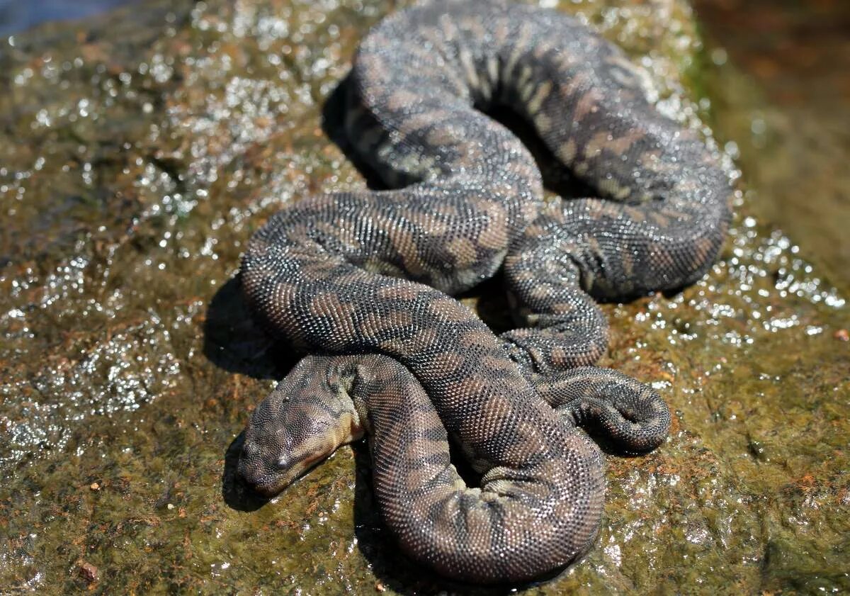 Змея 5 индийский. Яванская бородавчатая змея. Водяной уж черная МОРФА. Ядовитые змеи Индии.