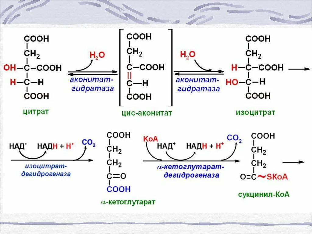 схеме превращения с 4 с 4. сукцинил коа. схемы превращений по химии. синтез н4 фолата. схема превращений.