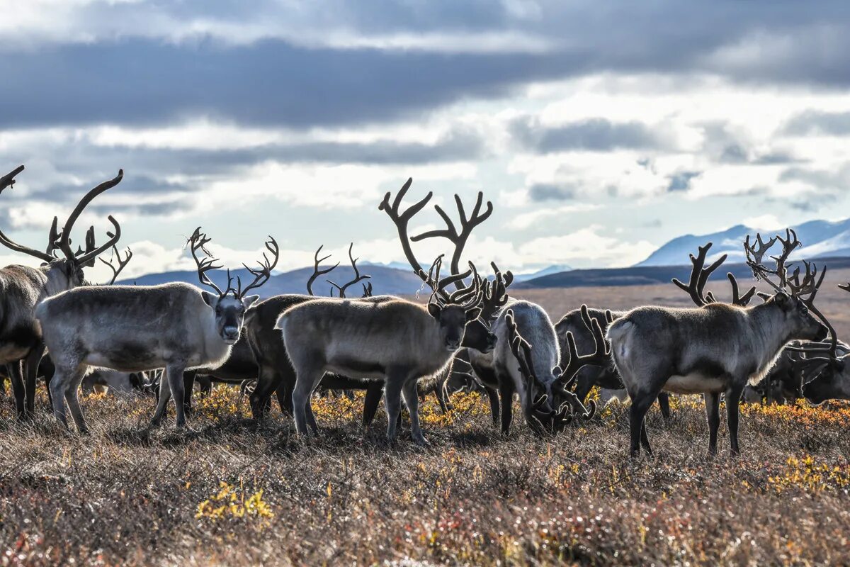 народы севера животный и растительный мир. народы севера животный и растительный мир. рисунки северных народов. яранга чукотка. север ямал ненцы.
