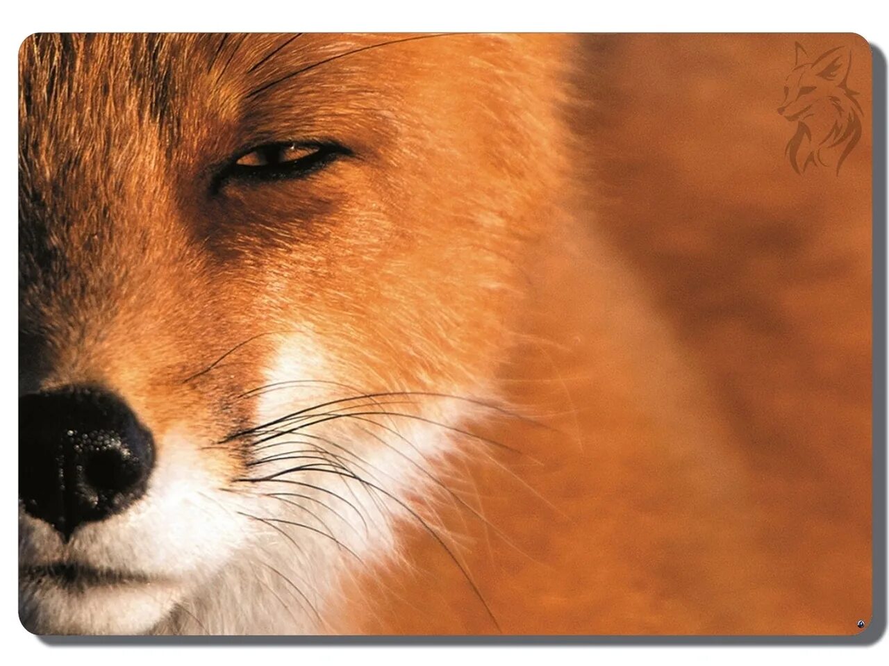 Лиса. Хитрая лиса. Сердитая лиса. Злой взгляд лисы.
