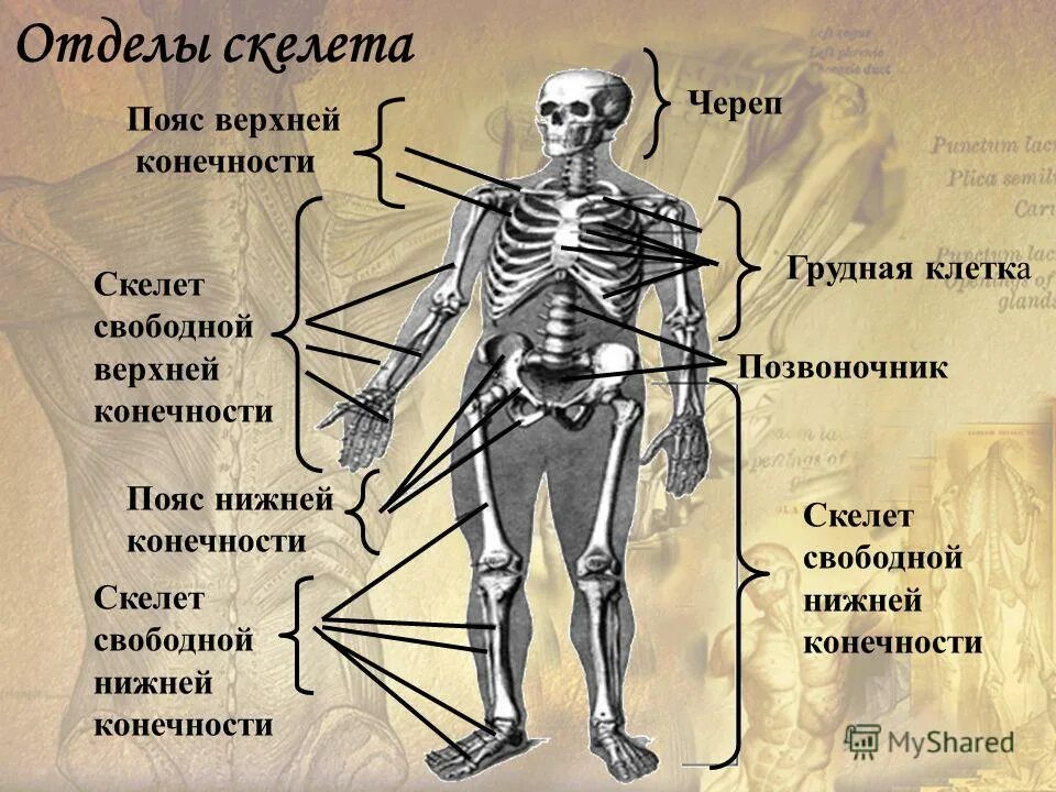 Что входит в костную систему