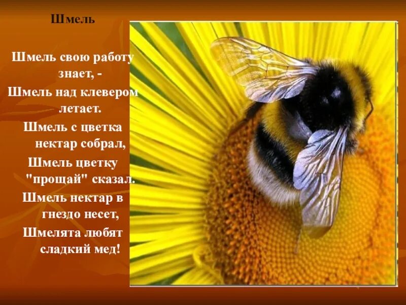 Интересные факты о шмелях. Шмель презентация. Доклад о Шмеле. Сообщение о шмелях.