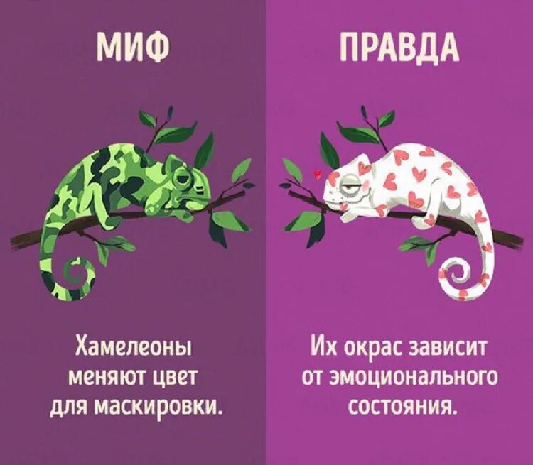 Мифы о животных. Миф и правда о животных. правда или миф о животных. мифы и реальность про животных. миф правда.