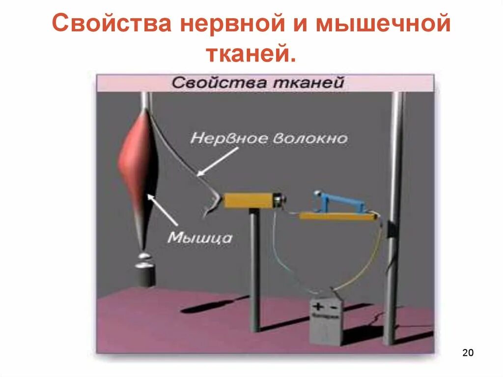 Общее свойство нервной и мышечной. Опыт демонстрирующий свойство нервной мышечной ткани. Свойства нервной и мышечной ткани. Опыт мышечной ткани. Рассмотрите схему опыта демонстрирующего свойства мышечной ткани.