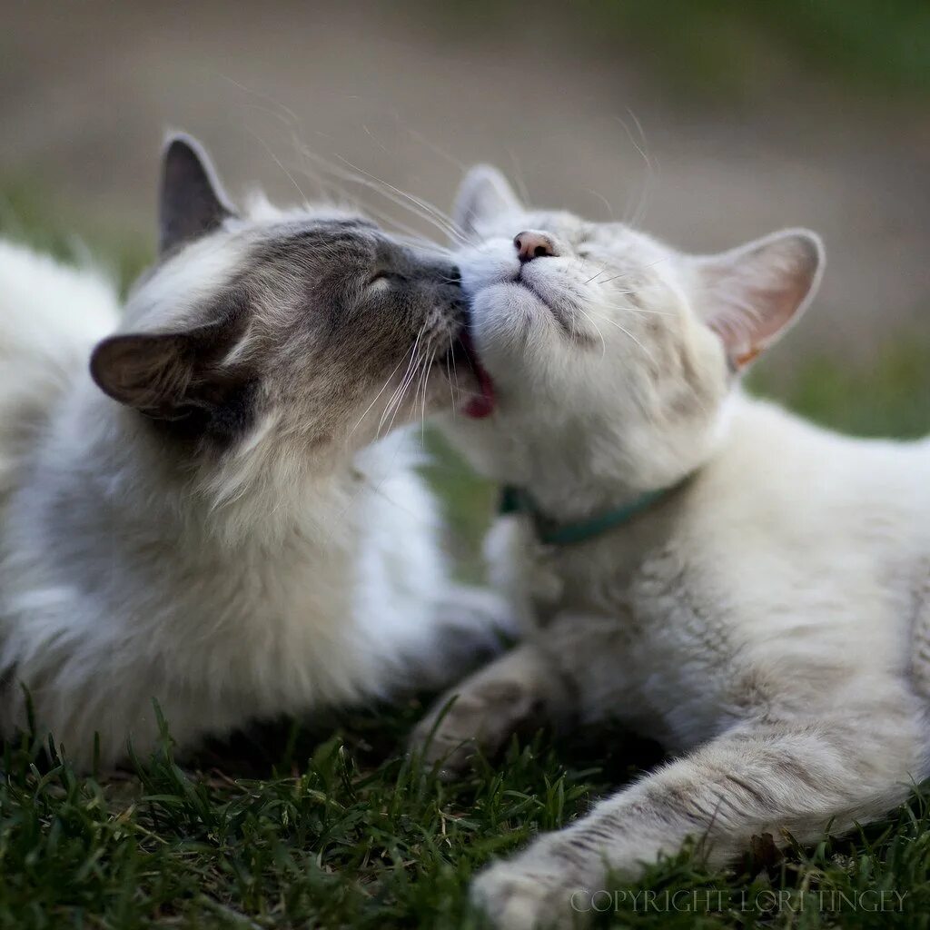 Котики любовь. Нежная кошка. Влюбленные животные. Кошачья любовь.