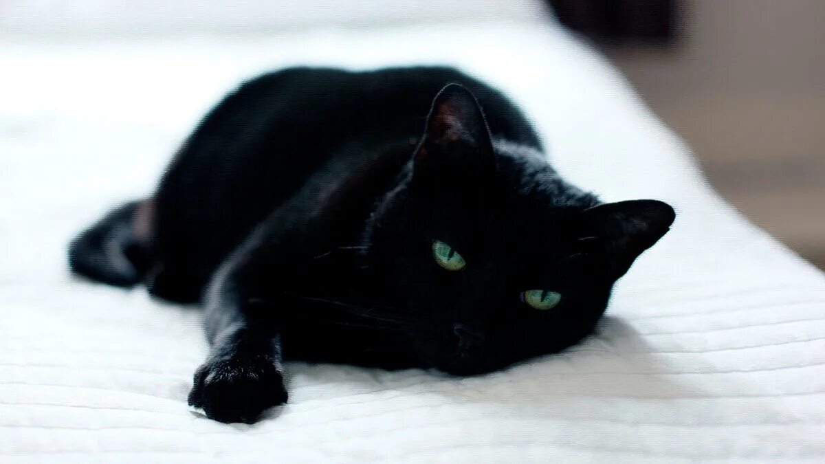 Черные котята во сне к чему снятся. Бомбейская кошка. Бомбейская кошка пушистая. Бомбейская кошка черно белая. Черная Бомбейская кошка с зелеными глазами.
