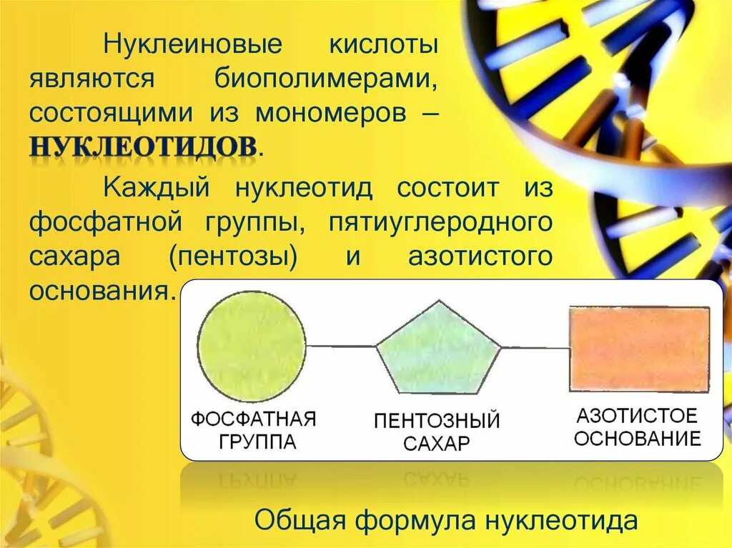 Мономером нуклеиновых кислот является нуклеотид. Нуклеиновые кислоты и их роль. Нуклеиновые кислоты и их мономеры. Роль нуклеиновых кислот в жизнедеятельности клетки.