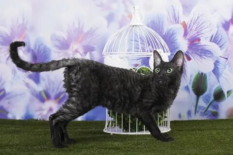 Уральский кот