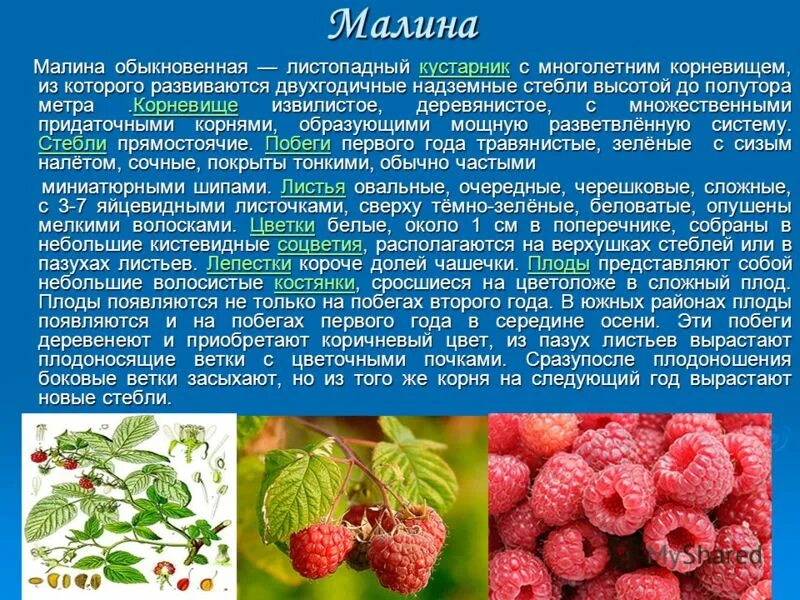 Малина обыкновенная кустарники. Малина описание. Малина обыкновенная. Малина обыкновенная описание. Описание листьев малины.