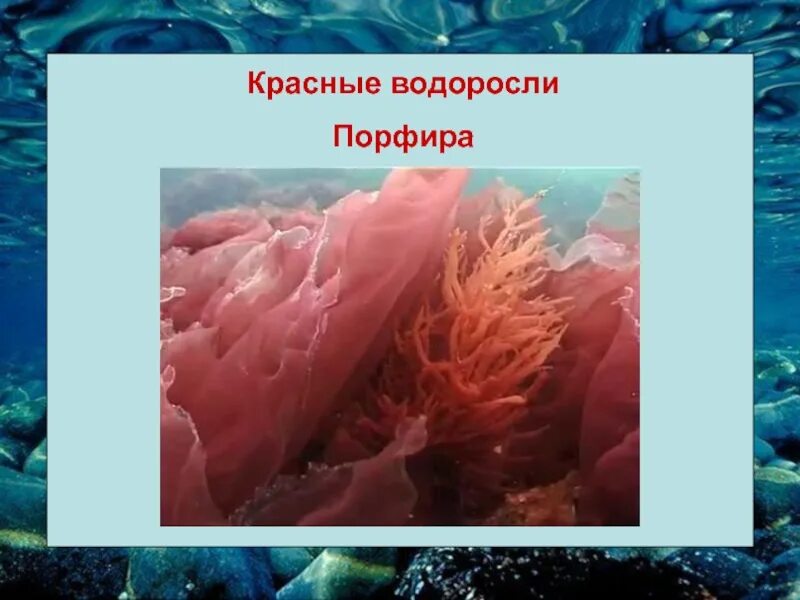 Красной водоросли порфиры. Порфира бурая водоросль. Красной водоросли порфиры. Порфира водоросль. Красные водоросли порфира.