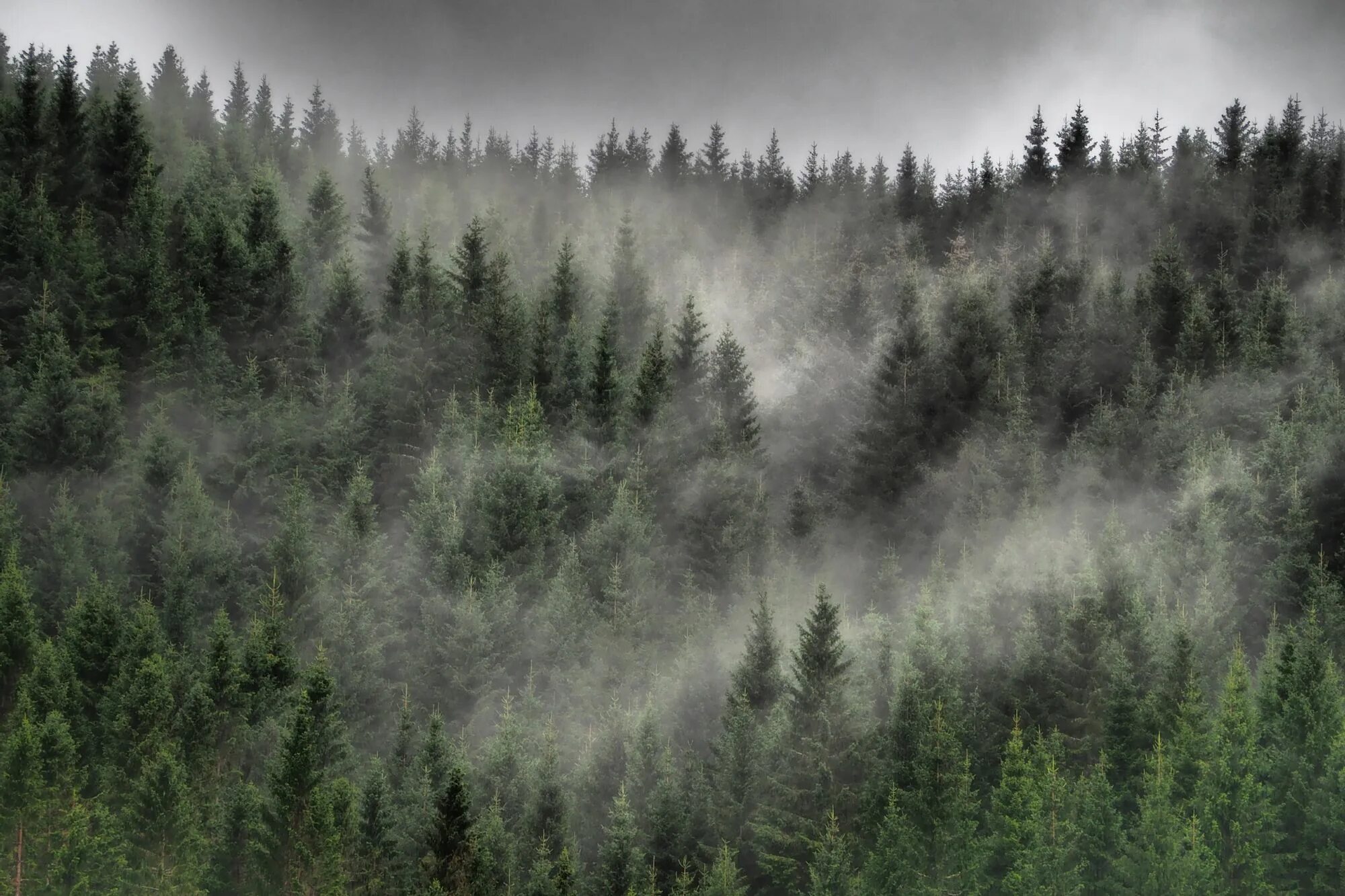 Фулл в лесу. Туманный лес Таганай. Лес Шварцвальд в тумане. Хвойный лес в тумане.