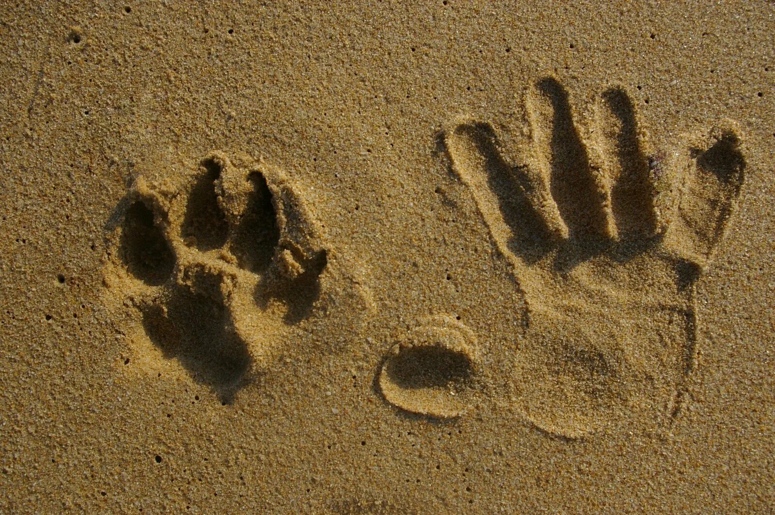 След в истории. Следы животных на песке. Отпечатки лап на песке. Следы собаки на песке. Следы собаки и человека на песке.