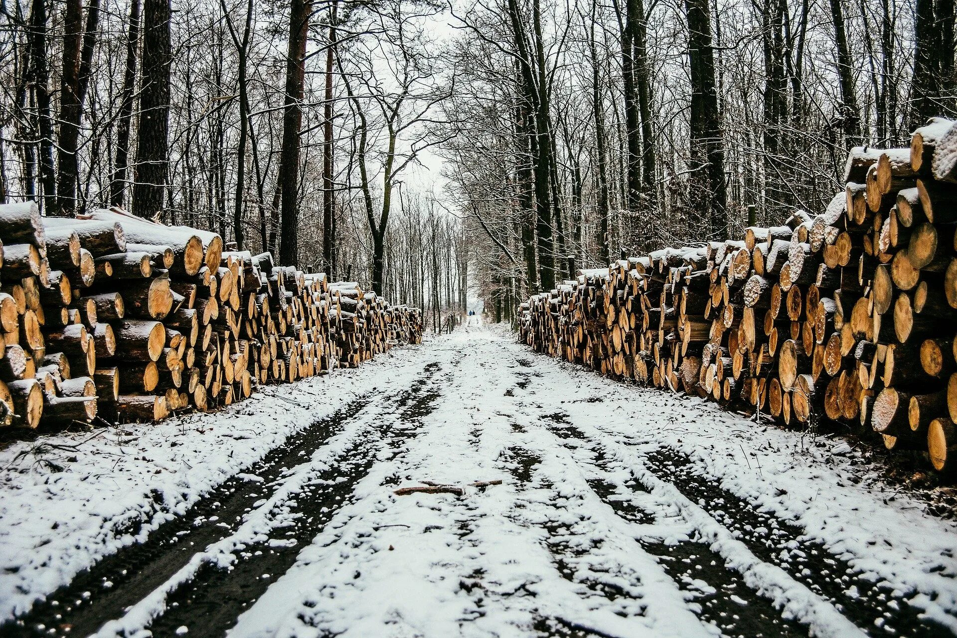 Рубка леса. Вырубка деревьев. Место где вырублен лес. Место где вырублен лес. Уничтожение лесов.