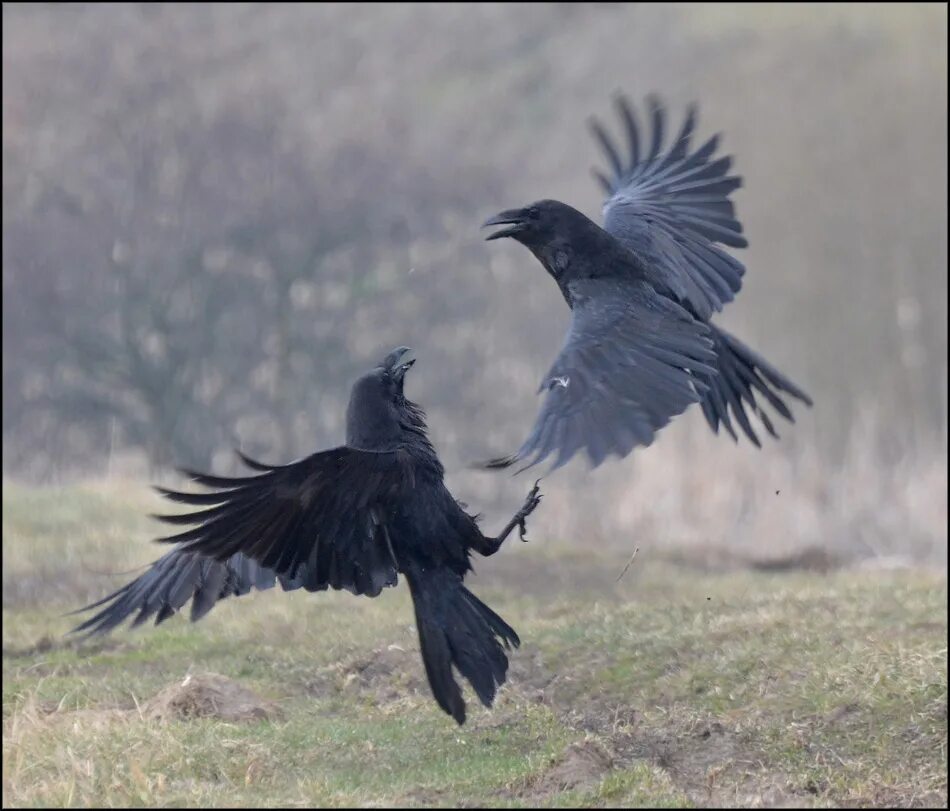 красивый грач. вороны вороны вороны налетели черные. черный ворон в полете. грачи галдят. драка ворон.