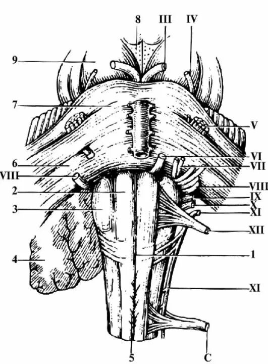 Вентральная поверхность продолговатого мозга. Вентральная поверхность ствола головного мозга. Передняя срединная щель продолговатого мозга.
