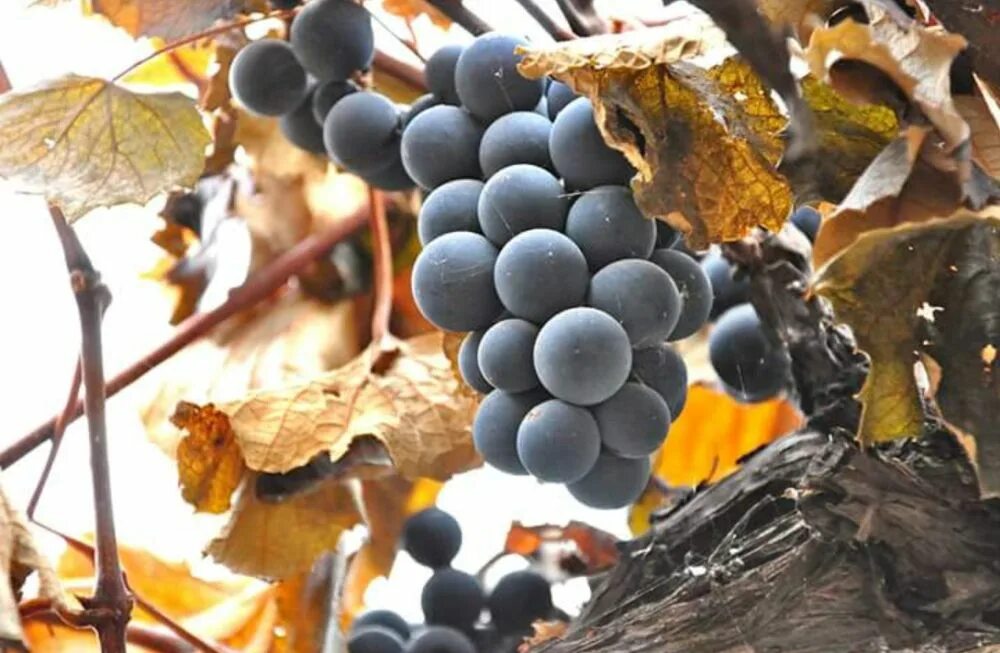 There are some grapes