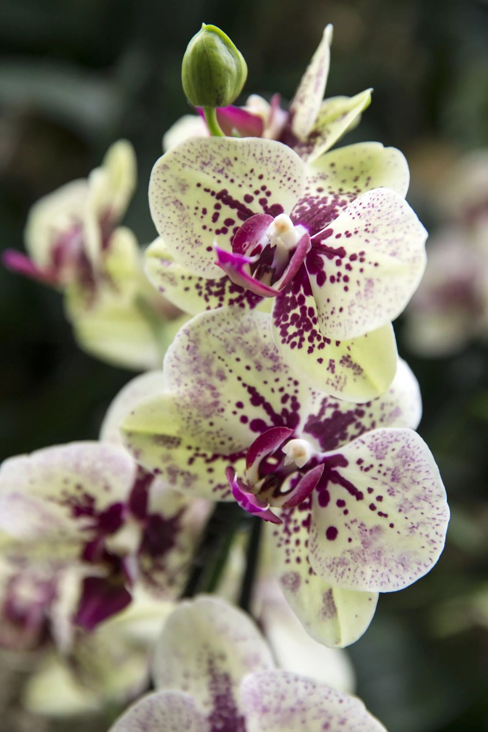 Bohemian orchids