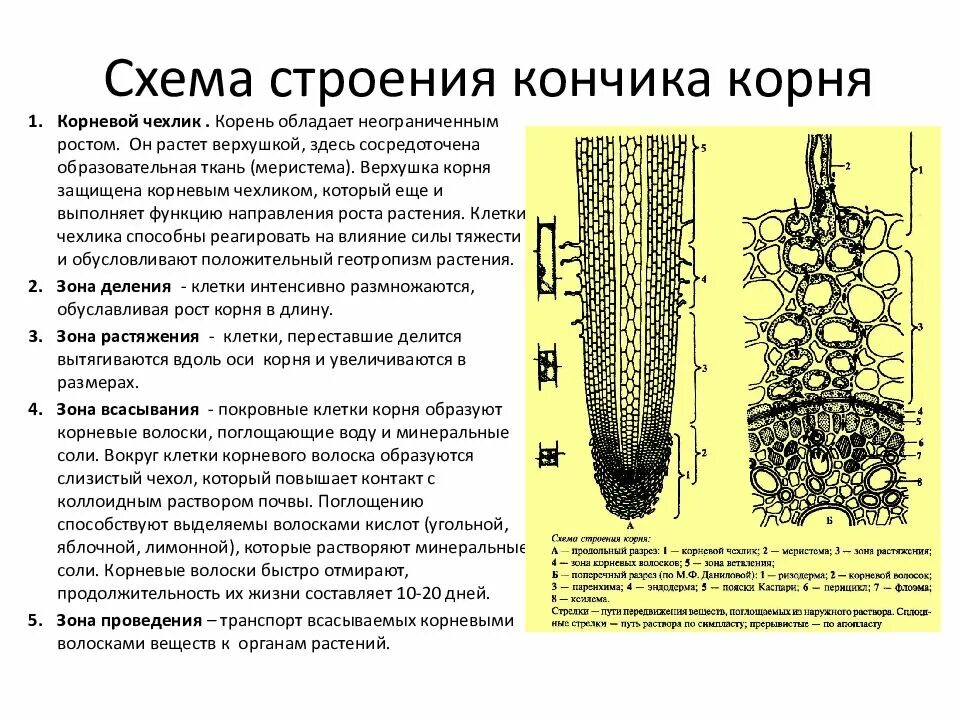 Строение корня чехлик. Образовательная ткань корня чехлик. Строения и функциями клеток корня и зоной. Клеточное строение зоны всасывания корня. От повреждений кончик корня защищает