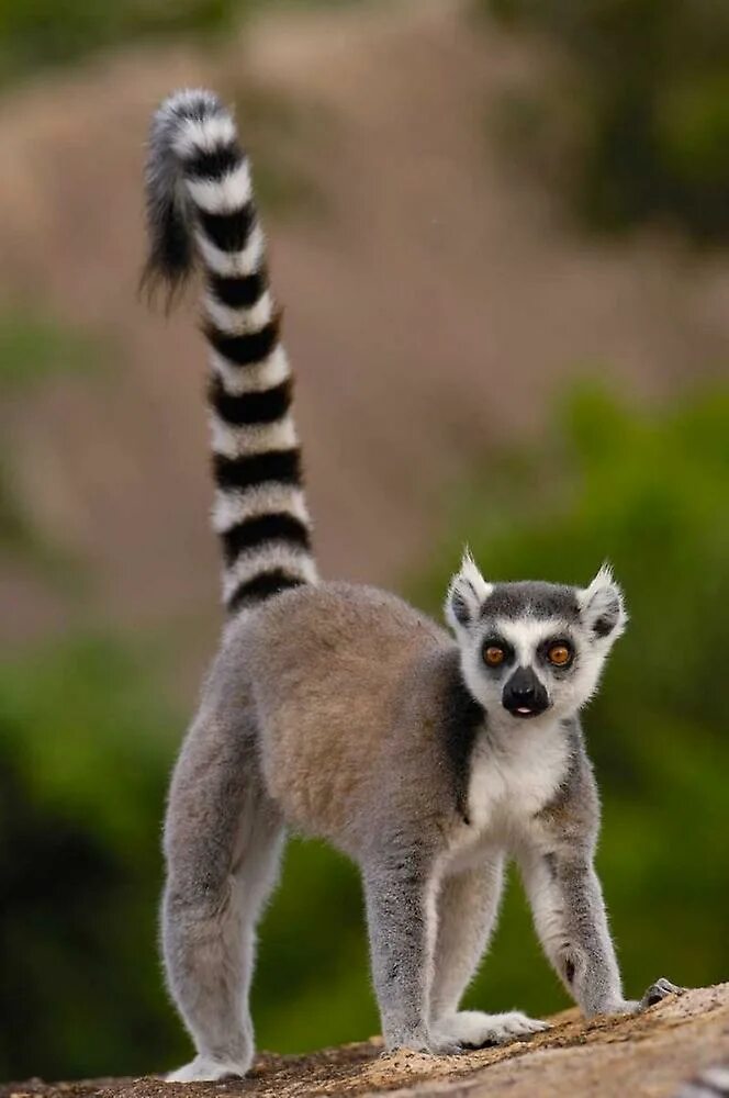 кольцехвостый (кошачий) лемур. кошачий лемур. где обитают лемуры. где обитают лемуры. лемур и кошачий лемур.