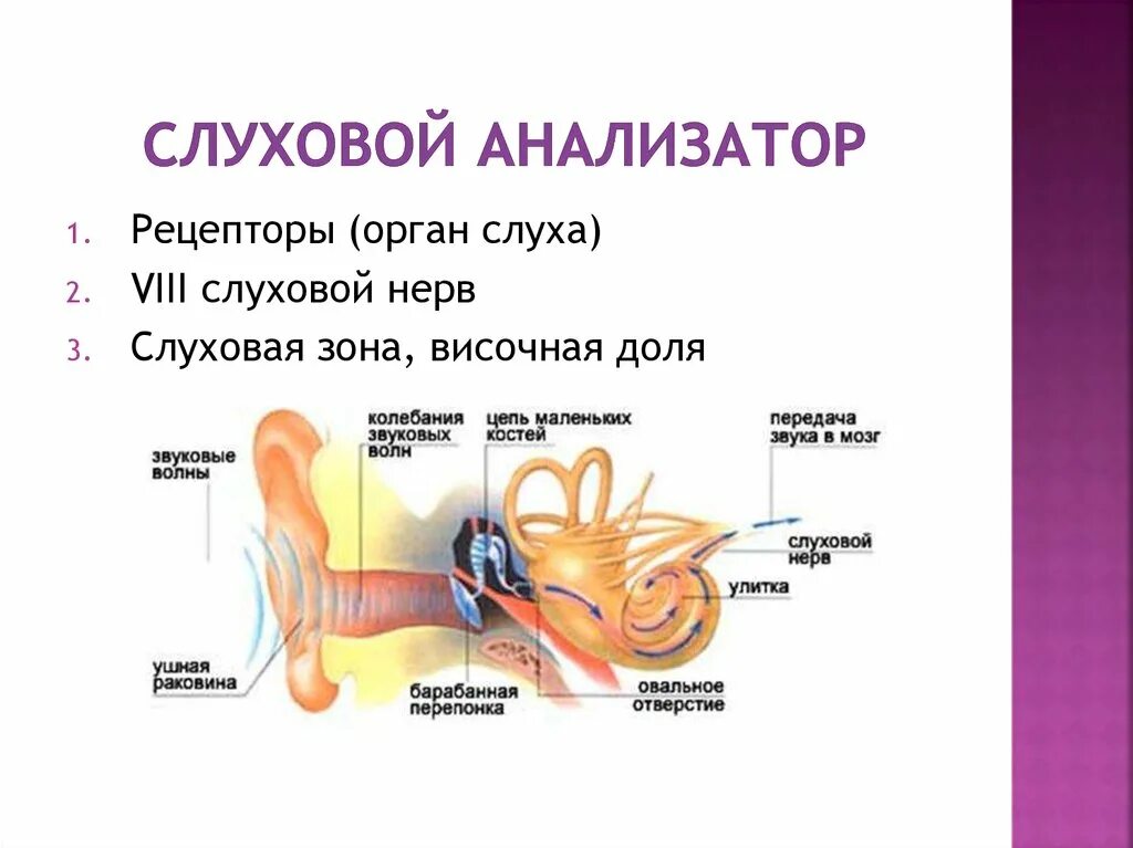 Органом слуха человека является. Строение слуховоготанализатора. Строение слухового анализатора человека. Отдел слуховой анализатор слуховой нерв. Строение слухового анализатора анализатора.