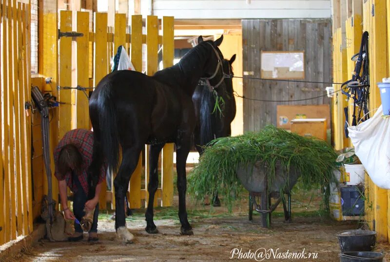Денники в конюшне. Конюшня. Пришла в конюшню. Лошадь в конюшне. Ухаживание за лошадьми.