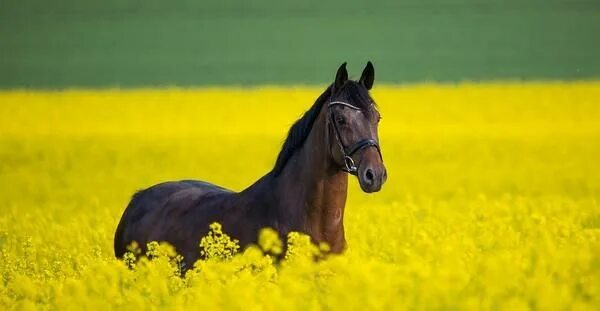 Sonido de caballo caminando - YouTube