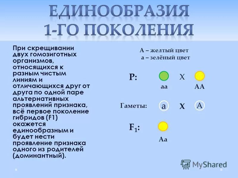 Проявление признака в первом поколении