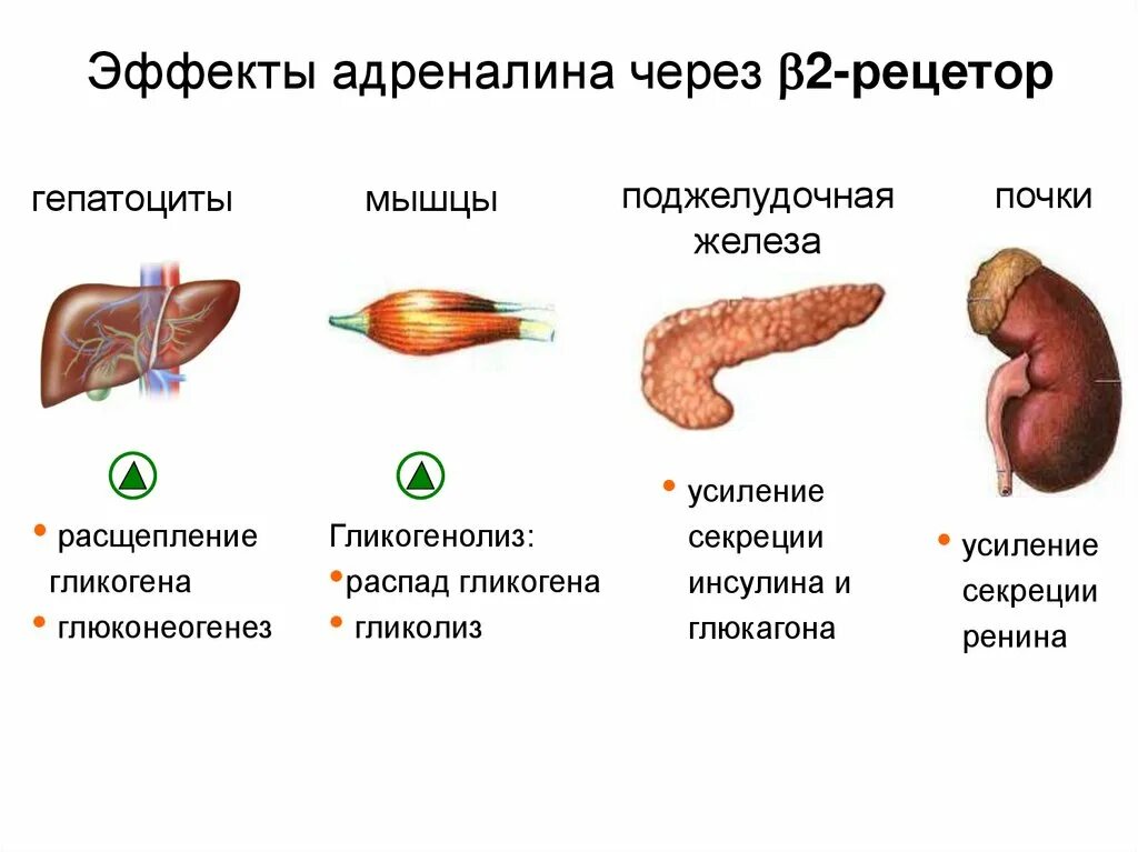 Эффекты адреналина. Побочные эффекты адреналина. Эффекты адреналина на почки. Побочные действия от адреналина. Адреналин кишечник