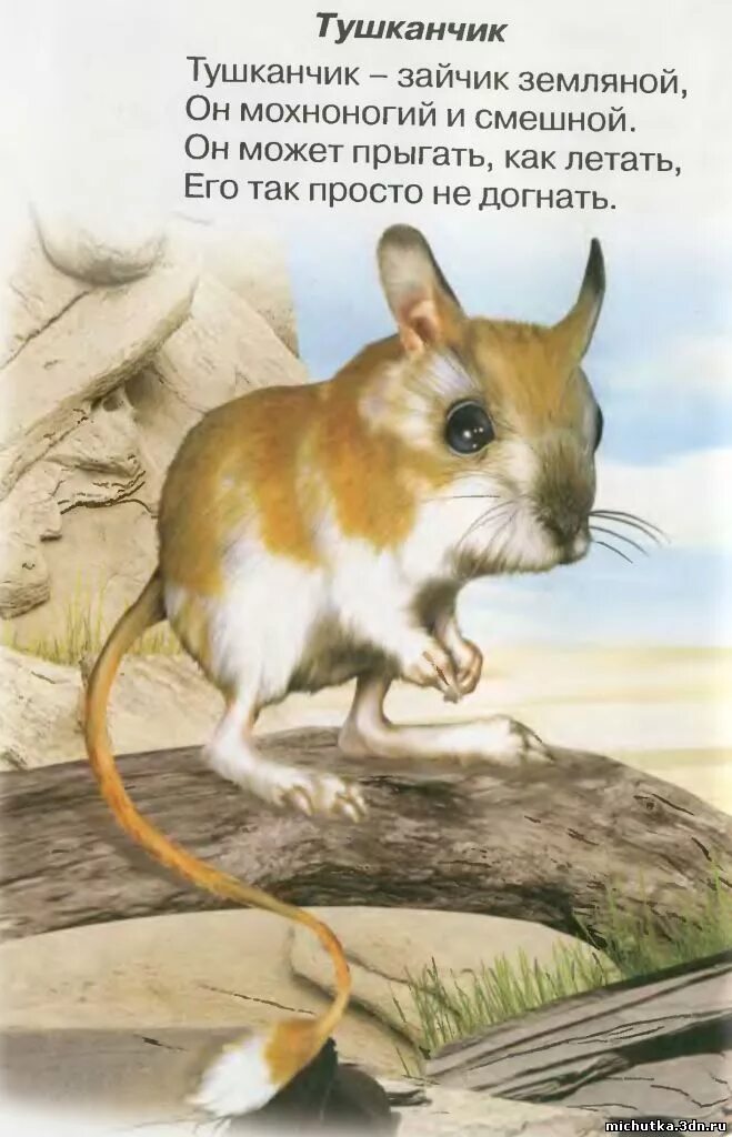 Тушканчик сообщение 4. Тушканчик. загадка про тушканчика. тушканчик для детей. стишок про тушканчика.