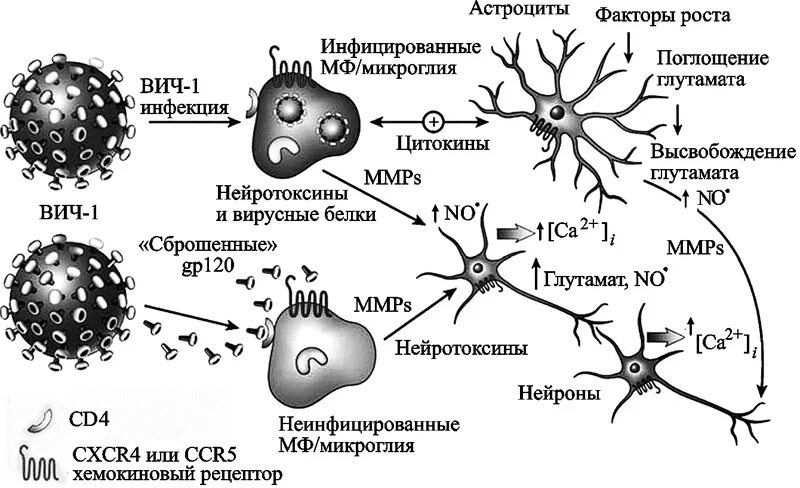 Макрофаги цнс