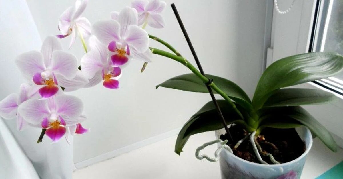 Комнатный цветок Орхидея фаленопсис. Орхидея Дендробиум фаленопсис детка. Phalaenopsis фаленопсис Галифакс. Фаленопсис МО 581.