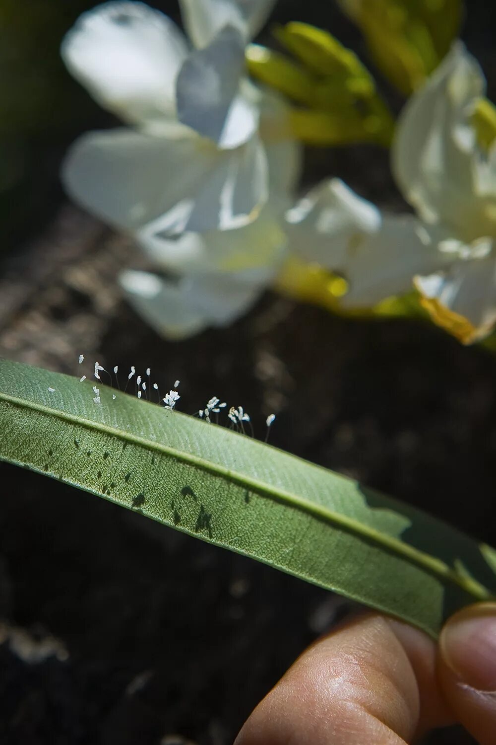 удумбара плод. яйца златоглазки удумбара. цветок удумбара и яйца златоглазки. удумбара. удумбара — крошечный белый цветок.